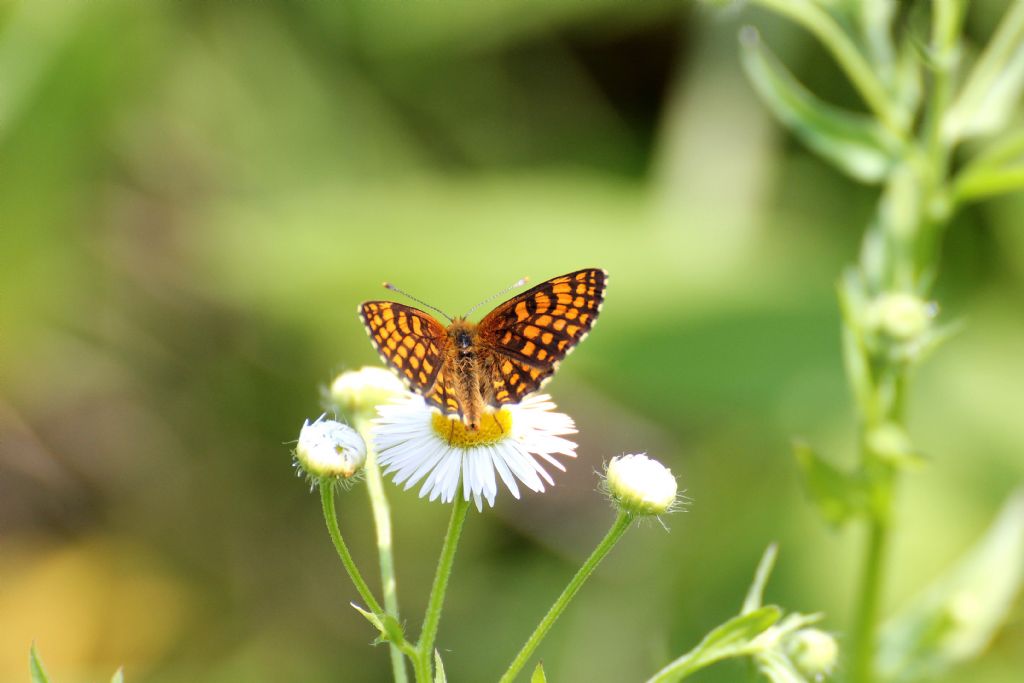 Melitaea athalia? S